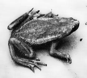 fig.8: Side view of Hymenochirus boettgeri camerunensis