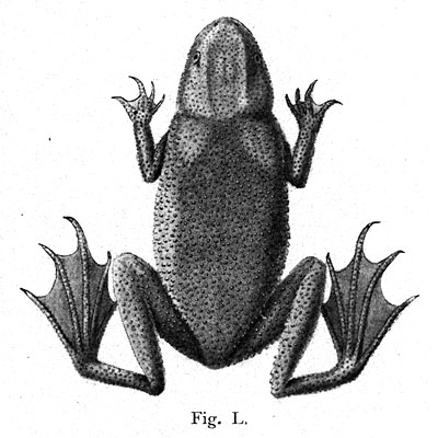 Fig. L. from Tornier (1896)